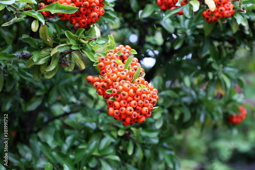 Pyracantha branches with bright orange ripe berries