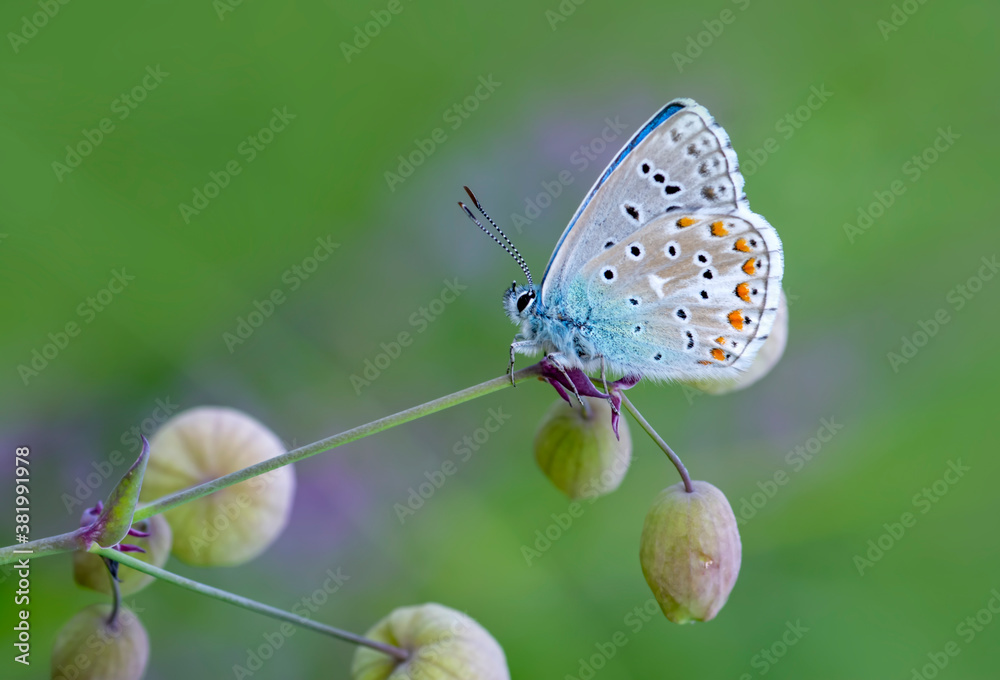 Obraz premium Macro shots, Beautiful nature scene. Closeup beautiful butterfly sitting on the flower in a summer garden.