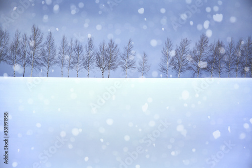 Photos 雪原の並木