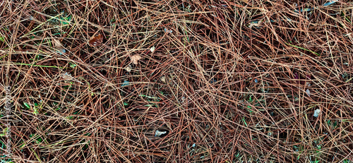 Nature. brown texture of pine needles