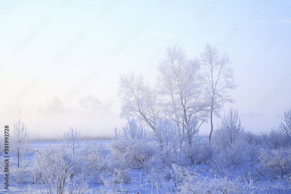 雪原の樹氷 雪原の樹氷