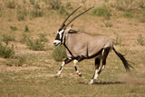 Oryx, Kgalagadi Transfrontier Park, South Africa