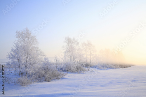 雪原の樹氷