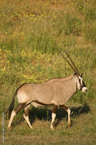 Oryx, Kgalagadi Transfrontier Park, South Africa