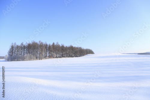 雪原のカラマツ防風林