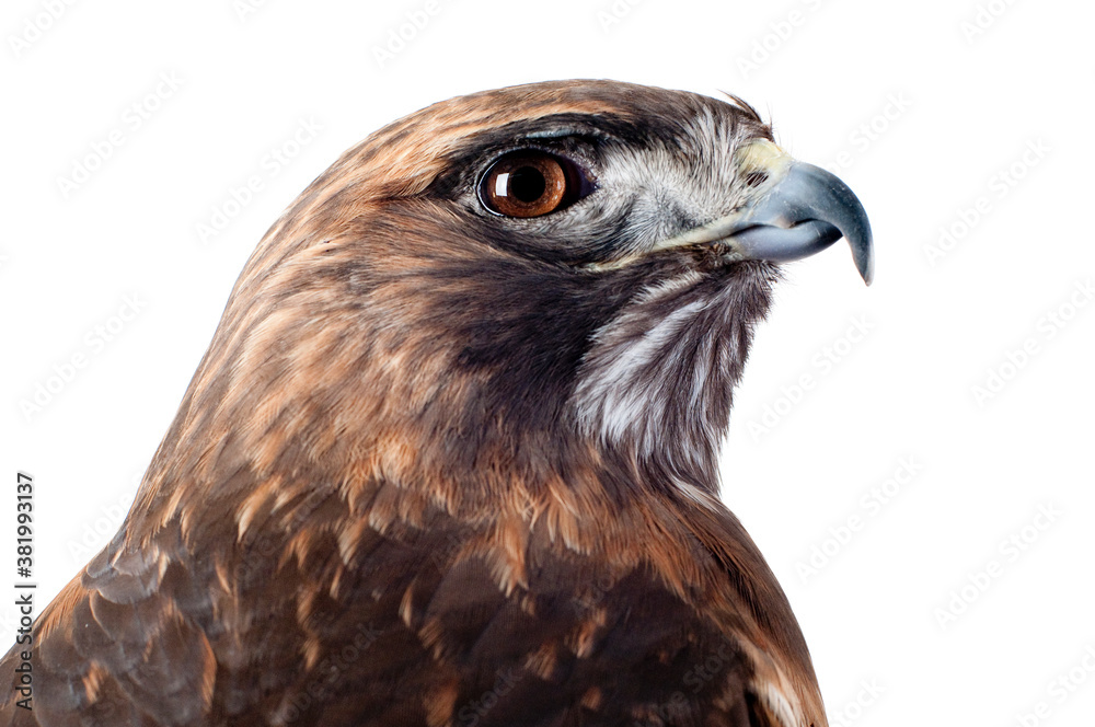 Fototapeta premium Closeup headshot of a Red Tailed Hawk isolated on white