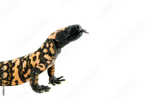 Gila Monster with tongue out crawls on white backdrop with copy space photo