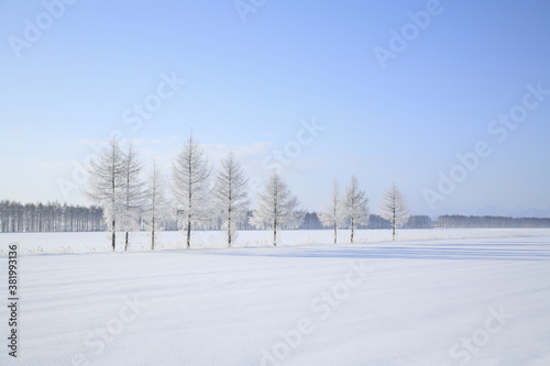雪原の樹氷