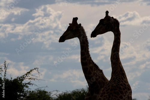 Giraffe  Etosha National Park  Namibia