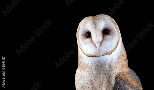 Barn Owl Looking at camera isolated on Black with copy space.