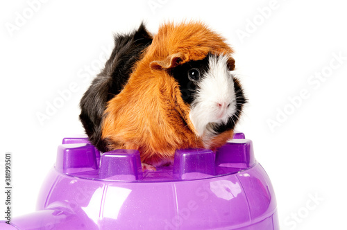 Tri color Guinea Pig isolated on white on top of purple house looking at camera.