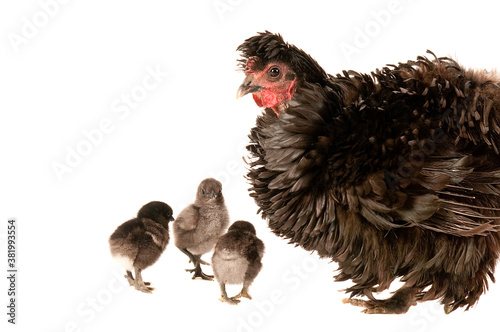 Photography Black Frizzle Chicken with three baby chicks isolated on white with copy space