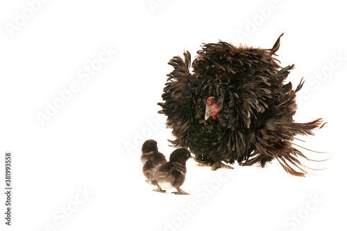 Canvas Print Adult Frizzle Chicken with two baby chicks isolated on white with copy space