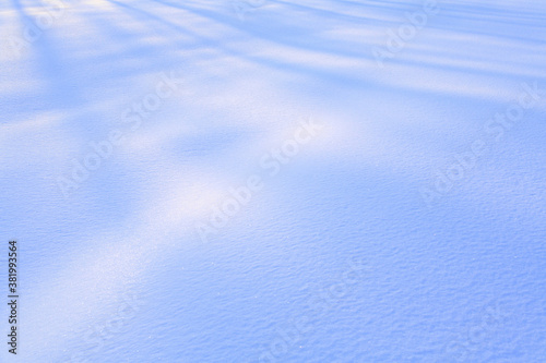 Foto 雪原の木々の影