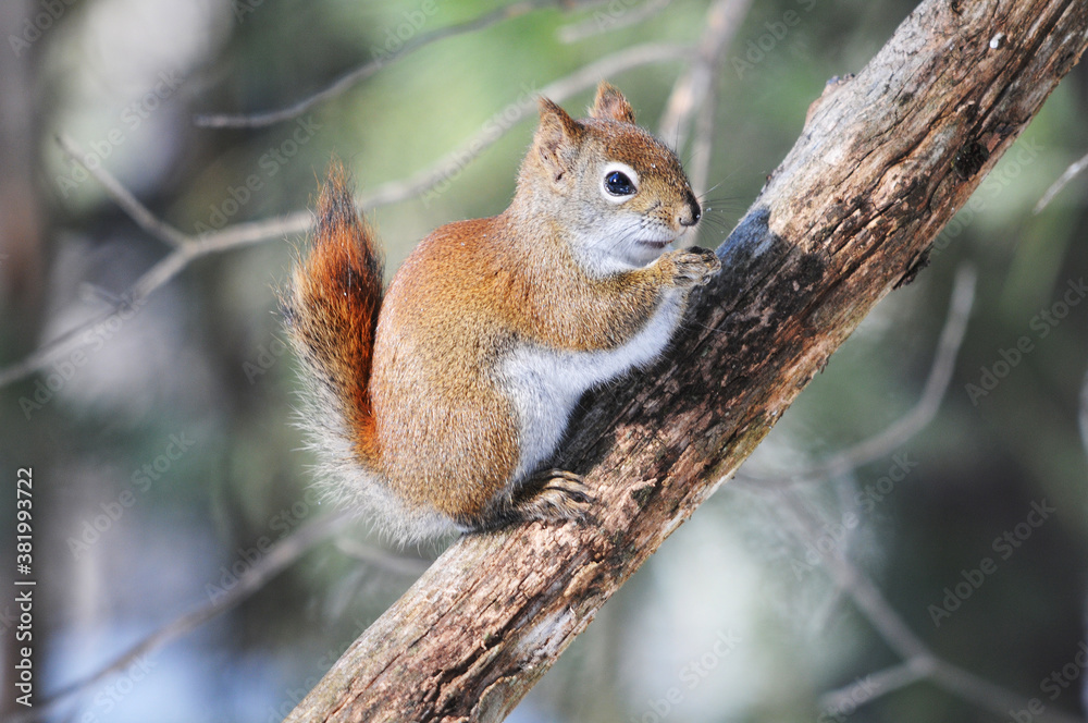 Squirrel Stock Photos. Close-up profile view in the forest sitting on a branch tree with b background eating and displaying brown fur, bushy tail in its habitat and environment. Picture. Image. Squirrel Stock Photos. Close-up profile view in the forest sitting on a branch tree with b background eating and displaying brown fur, bushy tail in its habitat and environment. Picture. Image.