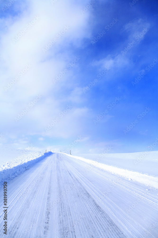 Fototapeta premium 冬の一本道