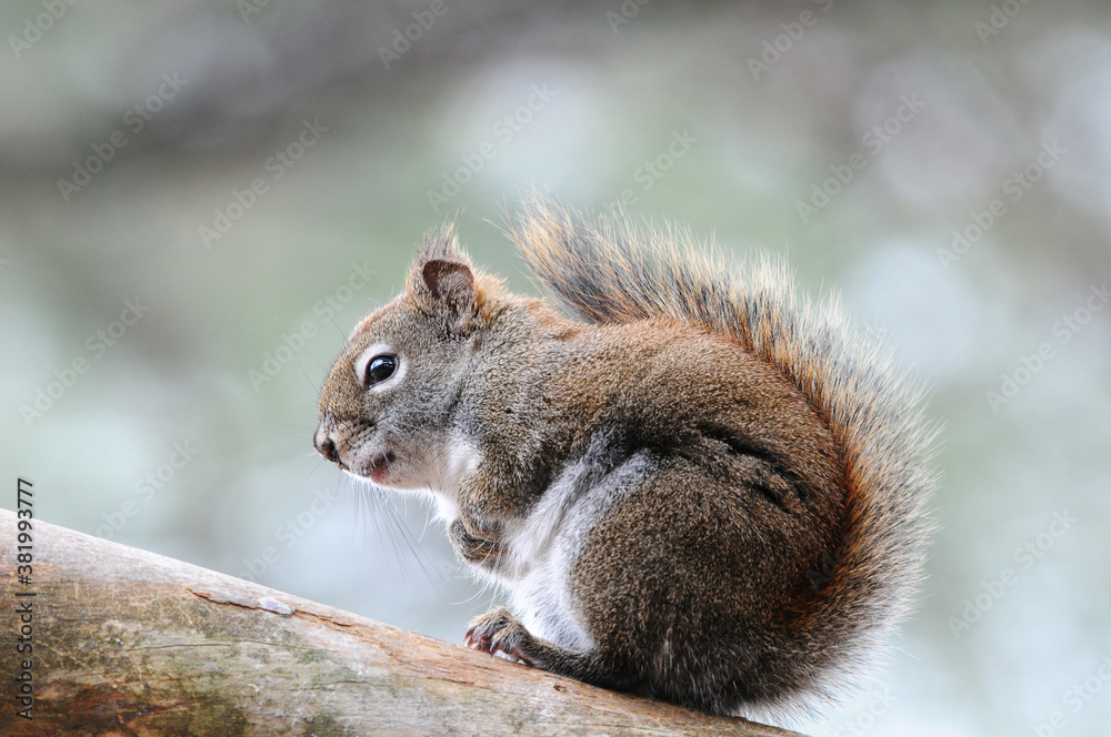 Squirrel Stock Photos. Close-up profile view in the forest sitting on a branch tree with blur background displaying its brown fur, bushy tail, in its habitat and environment. Picture. Image. Portrait. Squirrel Stock Photos. Close-up profile view in the forest sitting on a branch tree with blur background displaying its brown fur, bushy tail, in its habitat and environment. Picture. Image. Portrait.