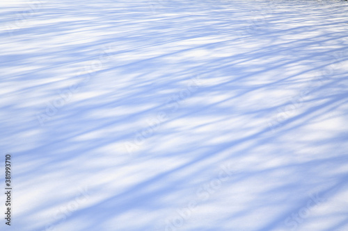 雪原の木々の影