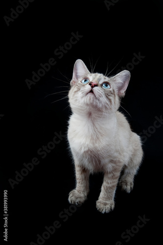 Silver and Grey Cat with Blue Eyes looking Up Isolated on Black