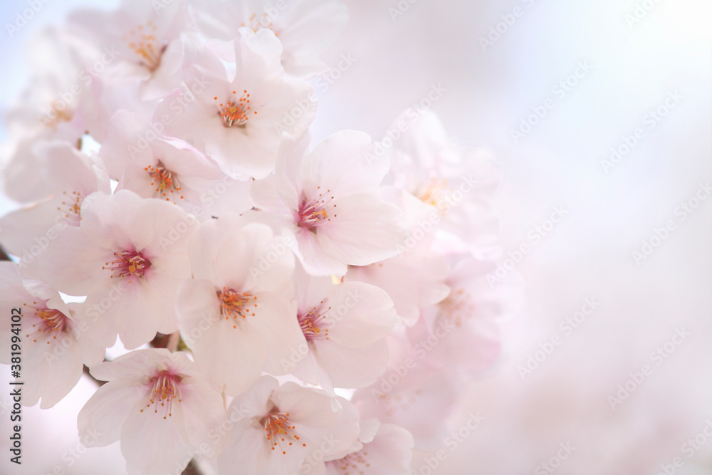 桜 桜