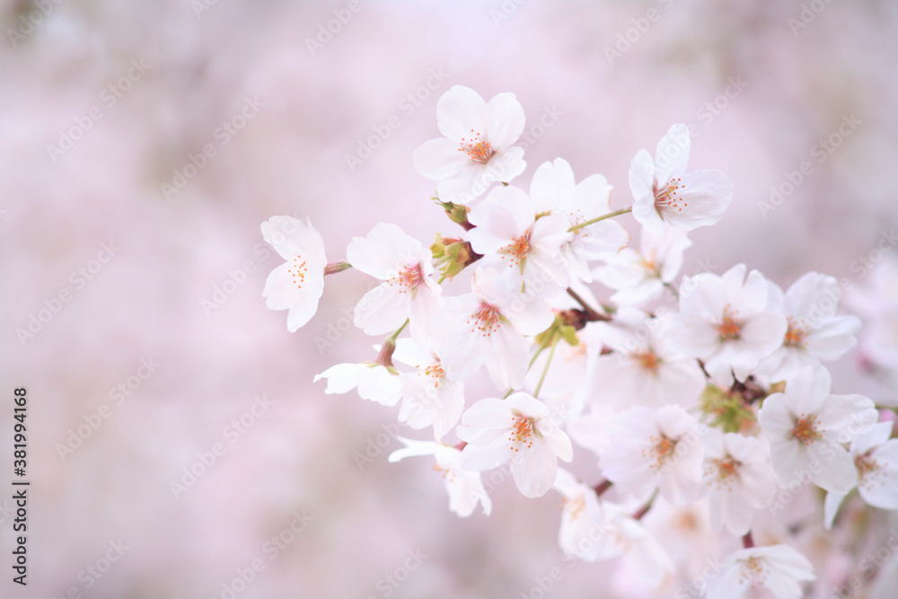 桜