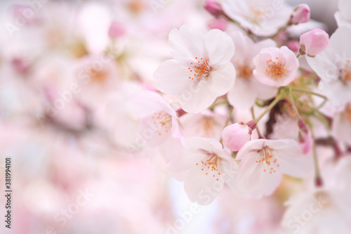 Fototapete 桜