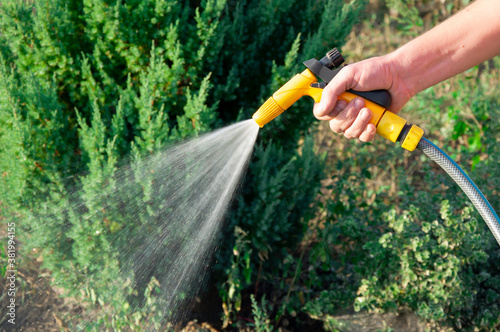 Male hand holding a hose and watering plants in the garden