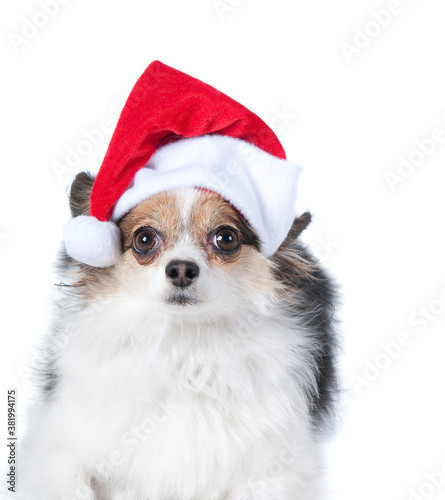 Brown and white puppy dog with Holiday Christmas Santa Hat isolated on white.