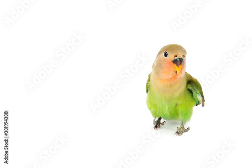 Peach-Faced Lovebird on White Backdrop with Focus on Eye
