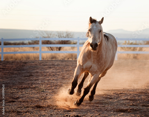 White Horse Kicking Up Dust Running in Arena.