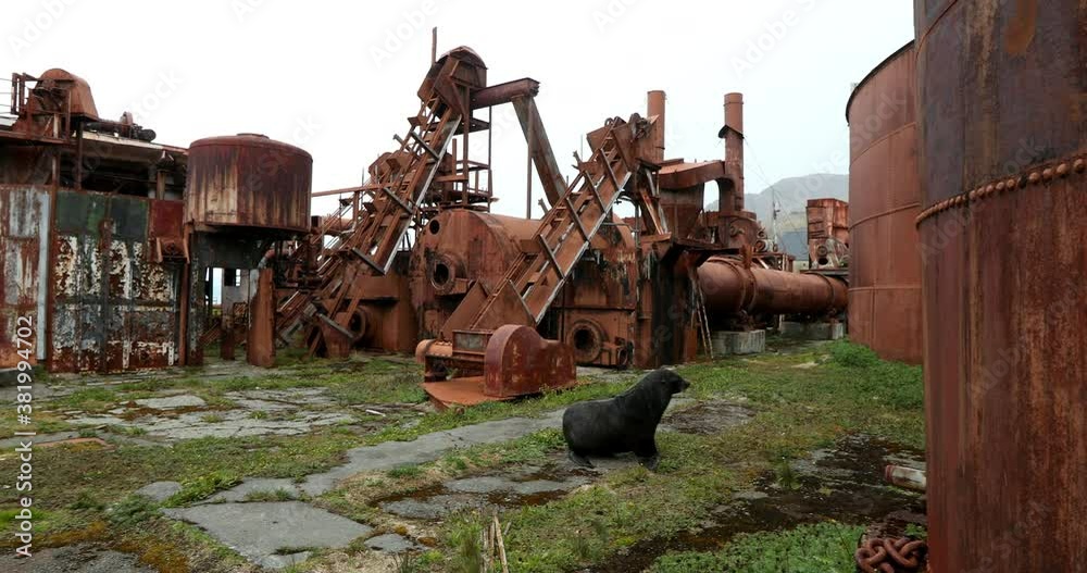 Abandoned rusty whaling station buildings and seal