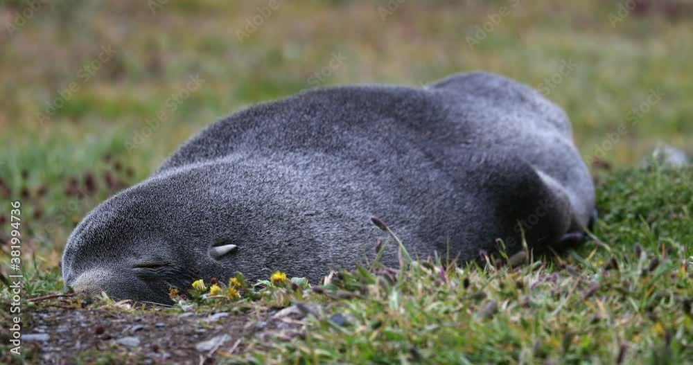 Southern elephant seal sleeping on grass Southern elephant seal sleeping on grass