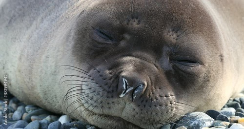 Southern elephant seal sleeping on pebbles