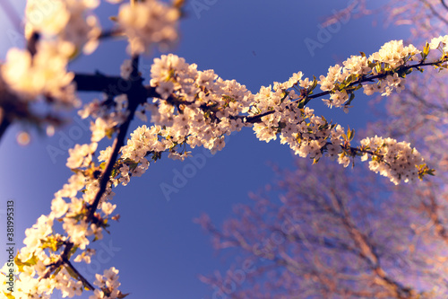 Kirschblüte