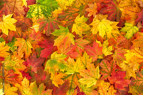 Yellow red orange autumn leaves