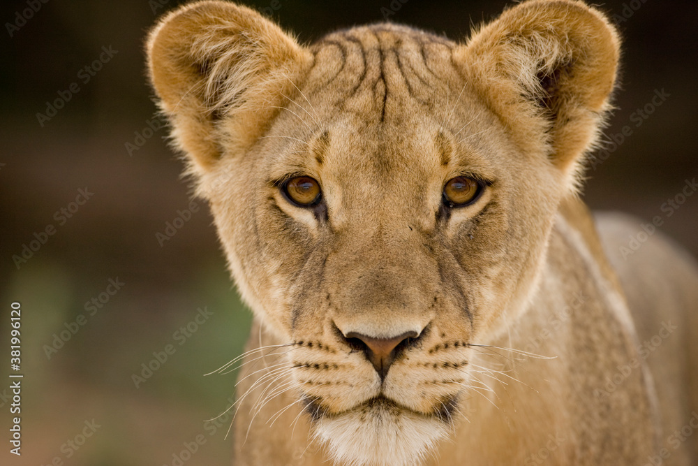 Obraz premium Kalahari Desert Lion, Kgalagadi Transfrontier Park, South Africa