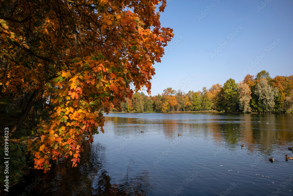 
Yellow leaves on the tree. Autumn landscape. Yellow trees on the lake