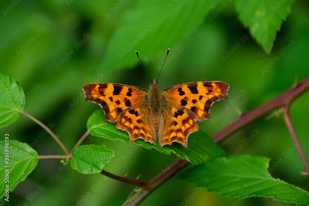 The orange butterfly in park - macro The orange butterfly in park - macro