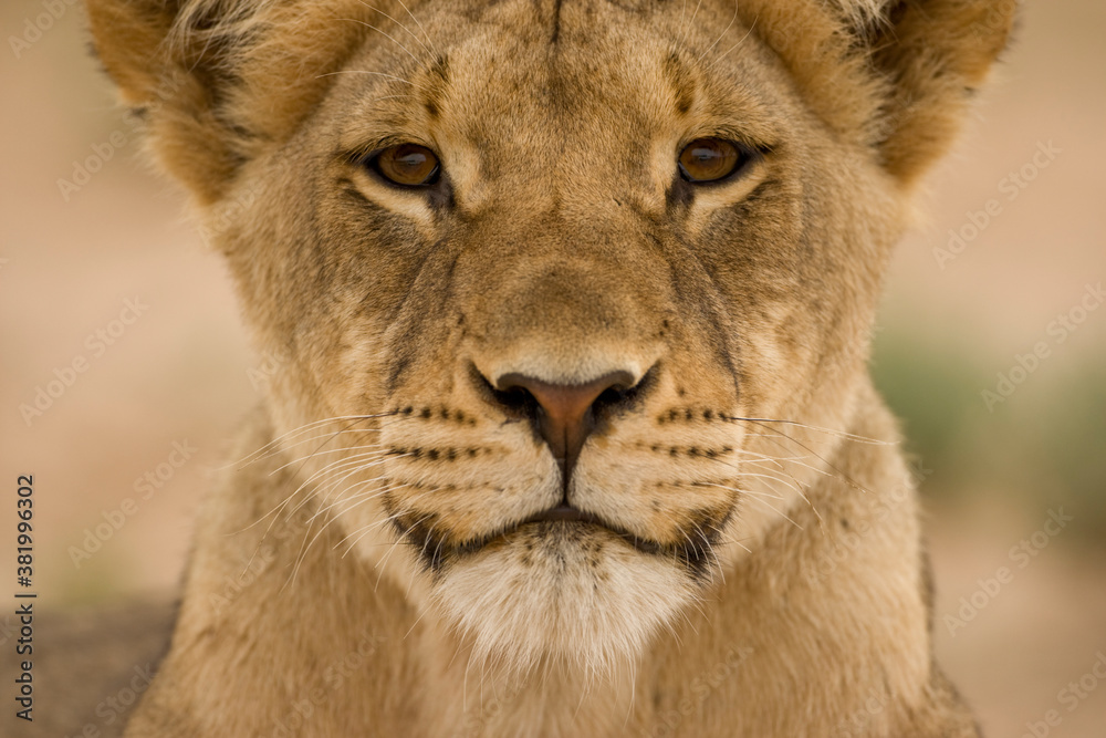 Fototapeta premium Lion in Kalahari Desert, Kgalagadi Transfrontier Park, South Africa