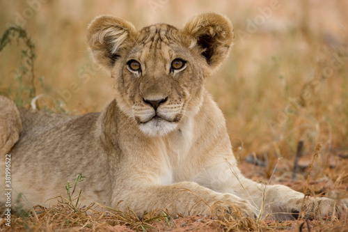 Lion Cub in Kalahari Desert  Kgalagadi Transfrontier Park  South Africa