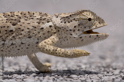 Chameleon  Caprivi Strip  Namibia