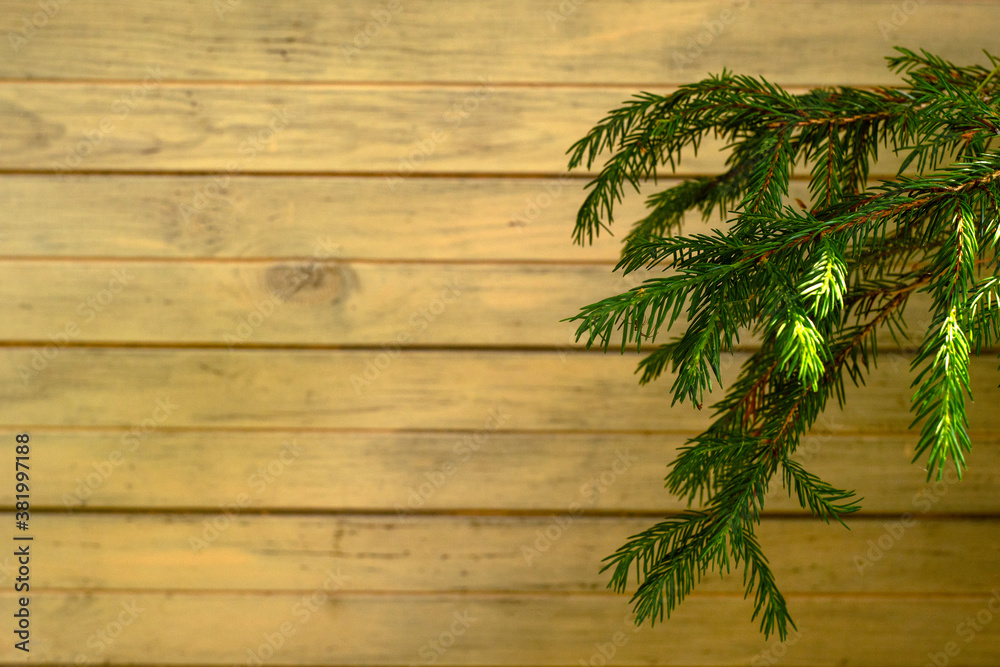 Spruce branch on the background of light boards Spruce branch on the background of light boards