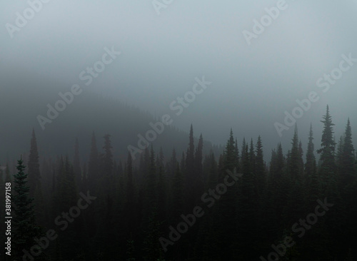 Pine trees peak out of the mountain fog 