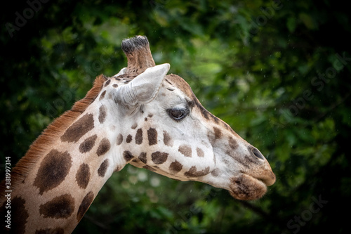 Beautiful giraffes in the Prague Zoo.