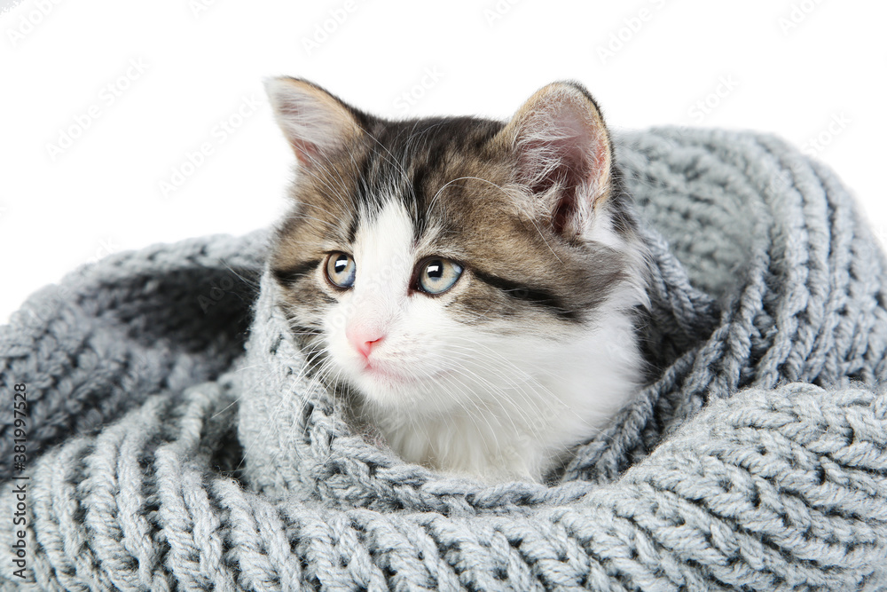 Cute kitten sleeping in scarf isolated on white background
