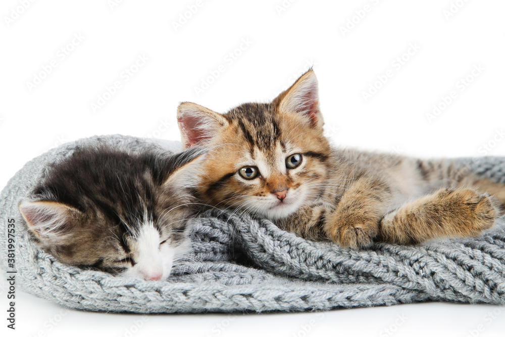 Cute kittens in scarf isolated on white background