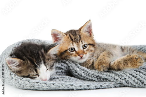 Cute kittens in scarf isolated on white background © 5second