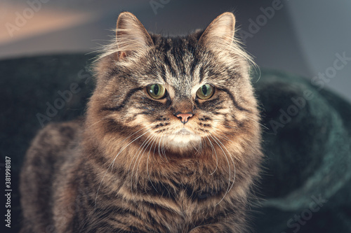 A striped house cat staring into the camera lit from below. 