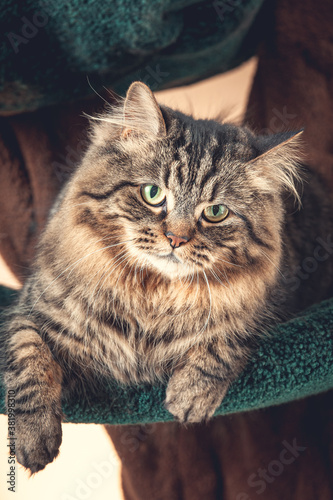 A striped cat resting in a cat tree staring back at the viewer.