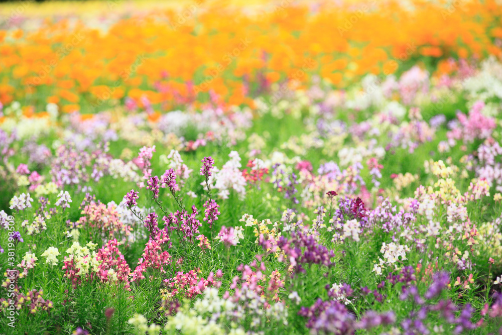 Naklejka premium 花畑
